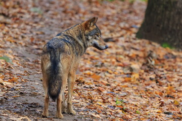 female Eurasian wolf (Canis lupus lupus) in autumn leaves