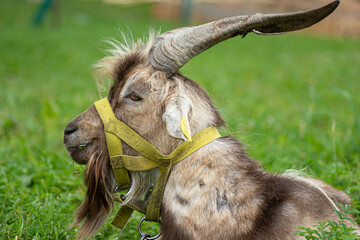 close-up portrait of a brown goat with big horns
