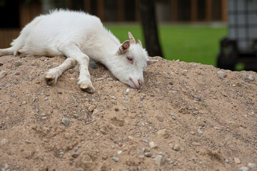 Cute young white goat resting on a pile of sand
