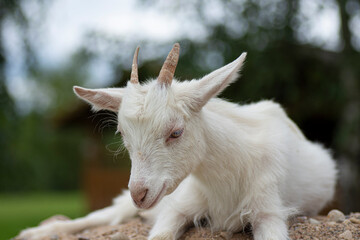 Cute young white goat