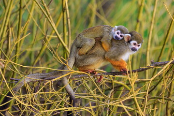 Common squirrel monkey (Saimiri sciureus) monkey with a baby on its back
