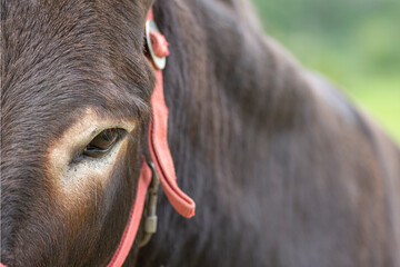 close-up donkey eye