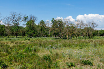 The Landscape of the Latea Forest in the Danube Delta