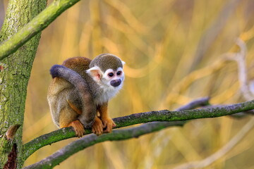 Naklejka na ściany i meble Common squirrel monkey (Saimiri sciureus) little monkey in the branches