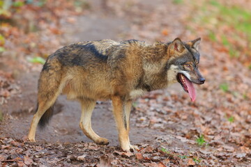 female Eurasian wolf (Canis lupus lupus) during the autumn