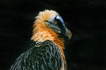 female bearded vulture (Gypaetus barbatus) with black background