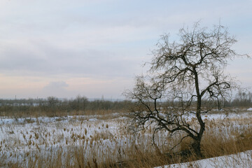 Lonely tree without leaves and dry grass against the backdrop of a winter landscape