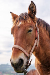 Head of a brown horse with a beautiful mane