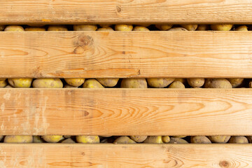 Potatoes in a wooden box stored for winter