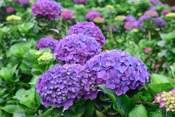 beautiful colorful Hydrangea macrophylla or Hortensia flower, summer garden background.