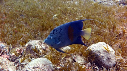 Fototapeta na wymiar Arabian angelfish