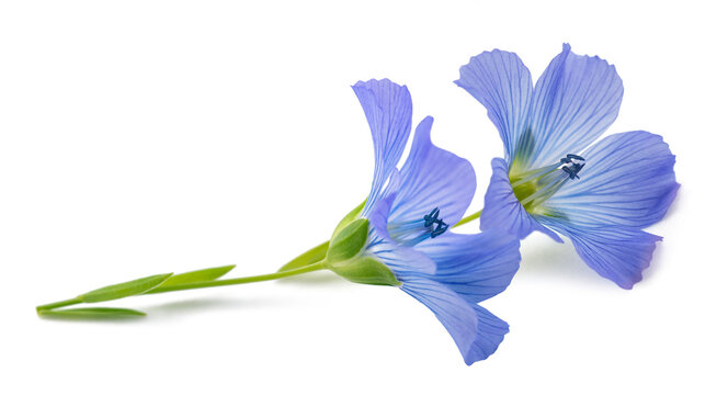Blue Flax Flowers