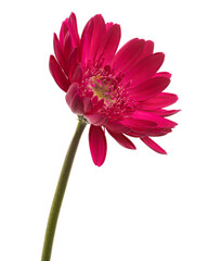 Pink Barberton daisy flower, Gerbera jamesonii, isolated on white background, with clipping path 
