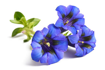 Stemless gentian