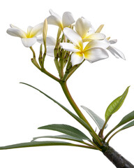 White Plumeria flowers (Frangipani), Fragrant white flower blooming on branch, isolated on white background, with clipping path