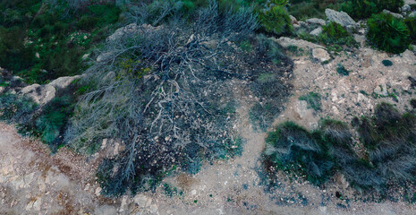 burnt tree from aerial 