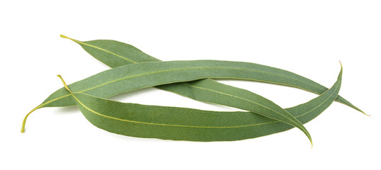 Eucalyptus leaves group