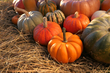 Pumpkins autumn background. Colorful varieties of pumpkins and squashes.