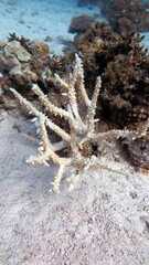 hard coral reef in the sea