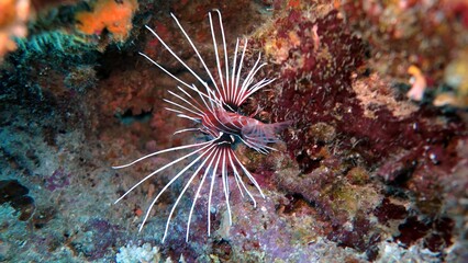lionfish of red sea egypt