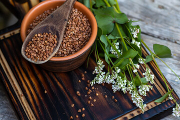A wooden spoonful of fried buckwheat on a clay plate full of dry cereals with gluten. Blooming...