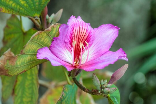 Closeup shot of a purple Bauhinia variegata flower in the garden