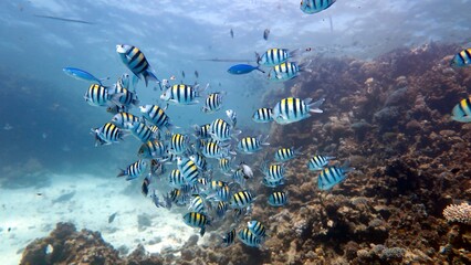Sergeant Major Fish of the red sea