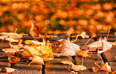 Herbstlaub