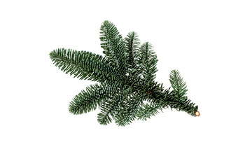 Christmas tree branch isolated transparent png. Decoration plant. Blue fir tree or abies procera.