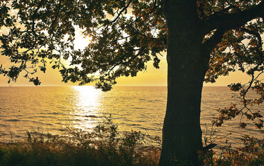 Laubbaum im Sonnenaufgang