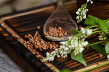 Rustic still life. Summer harvest of fresh Fagopyrum. Dry grains buckwheat for the preparation of...