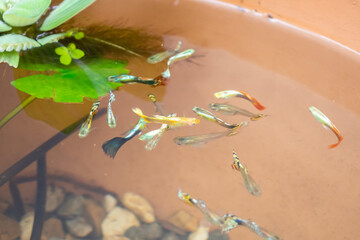guppy fish in the lotus pond