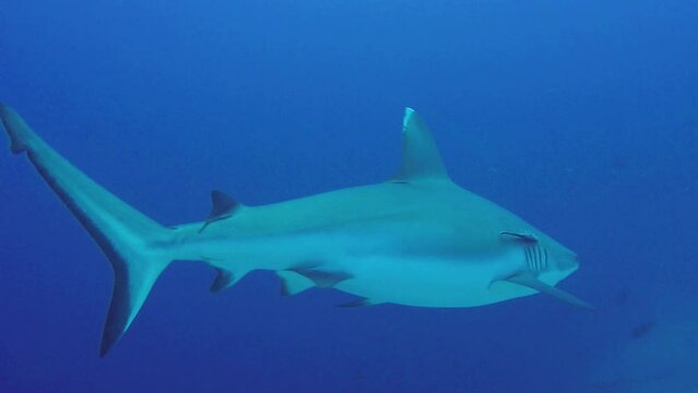 Grey Reef Shark swimming in blue water