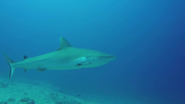 Grey Reef Shark swimming in blue water