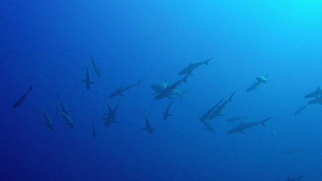 Juvenile Grey Reef Sharks swimmimg in blue water