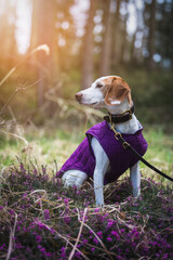 Beautiful istrian shorthaired hound sitting in the forest wearing a purple coat