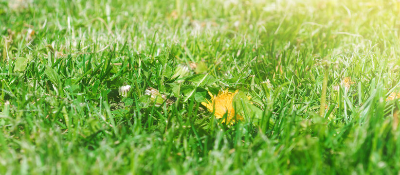 Grass Panorama. Shallow focus, ground level view of a solitary dandelion flower seen in a lush, recently mowed lawn. Green grass banner textured background