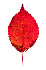 red leaf isolated on white