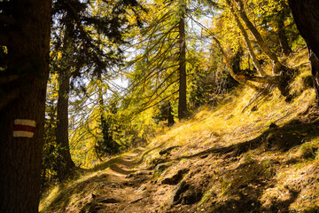 autumn in the forest