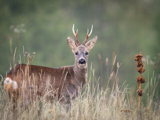 deer in the grass