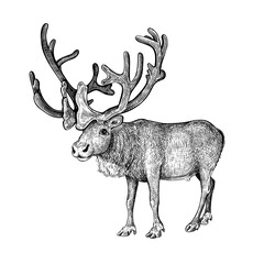 Hand drawn black ink sketch of Raindeer isolated on white background. Vector illustration of wild stag. Vintage engrave of north raindeer - 542390054