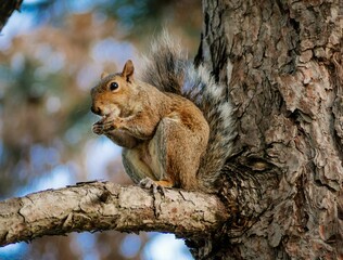 Closeup of a squirrel eating cutely o a tree branch outdoors