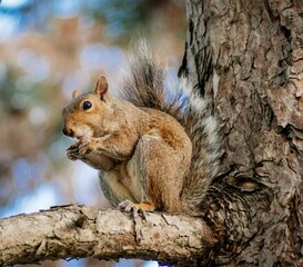 Closeup of a squirrel eating cutely o a tree branch outdoors