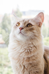 Close up vertical portrait of cute ginger cat with gold eyes looks away. Domestic funny pet. Beautiful fluffy orange cat sits on the open window with a view outside. Pets care concept