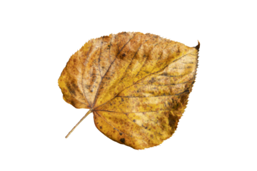 Common lime tree leaf (tilia x europaea) in autumn fall colour, png stock photo file cut out and isolated on a transparent background
