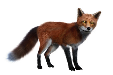Obraz premium Red Fox standing 3D render isolated on transparent background