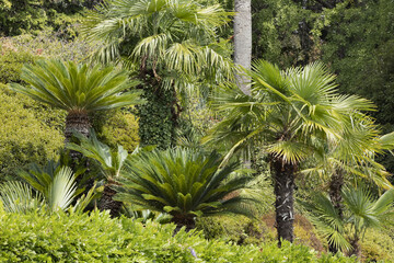 Palmier et Cycas revoluta dans un jardin
