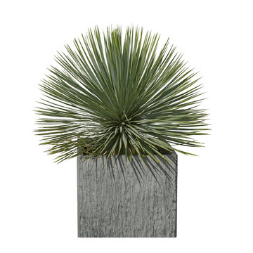 Yucca rostrata en pot