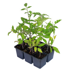 Barquette de plants de tomate	