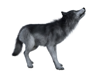 Grey Wolf Howling